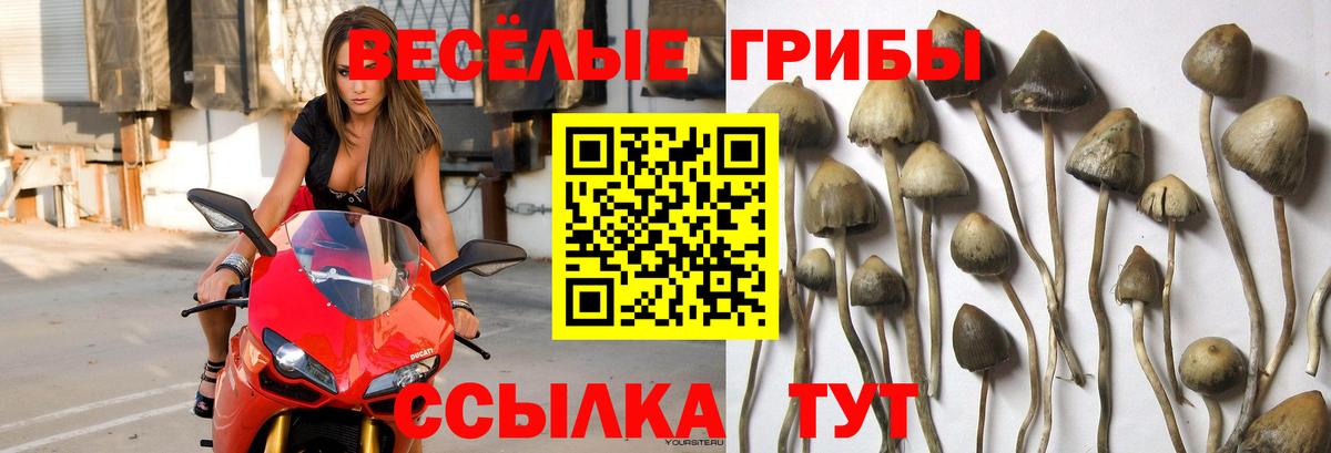 купить наркотик  Галлюциногенные грибы Magic Shrooms  Вход с VPN  Галлюциногенные грибы Psilocybe  Кудрово 